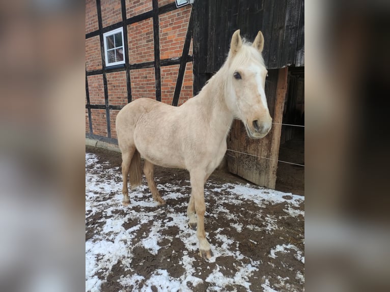 Altre razze Giumenta 12 Anni 154 cm Palomino in Bad Salzdetfurth