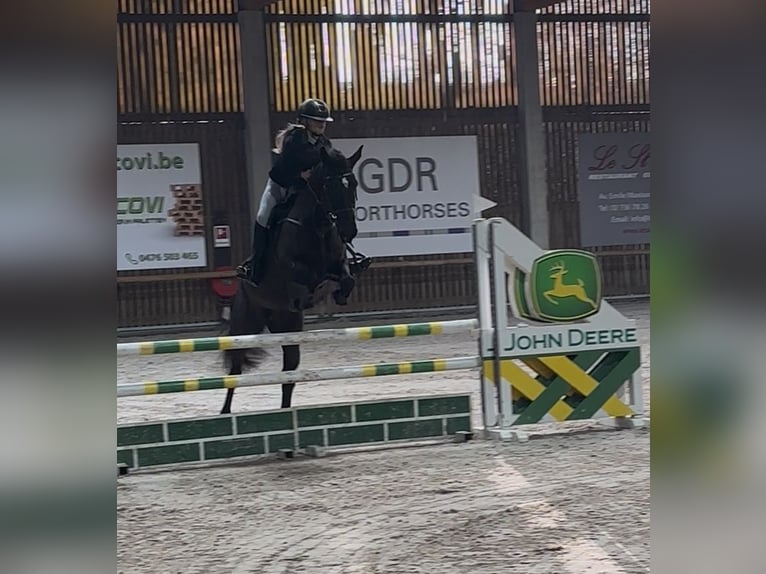 Altre razze Mix Giumenta 12 Anni 156 cm Morello in Vilvoorde