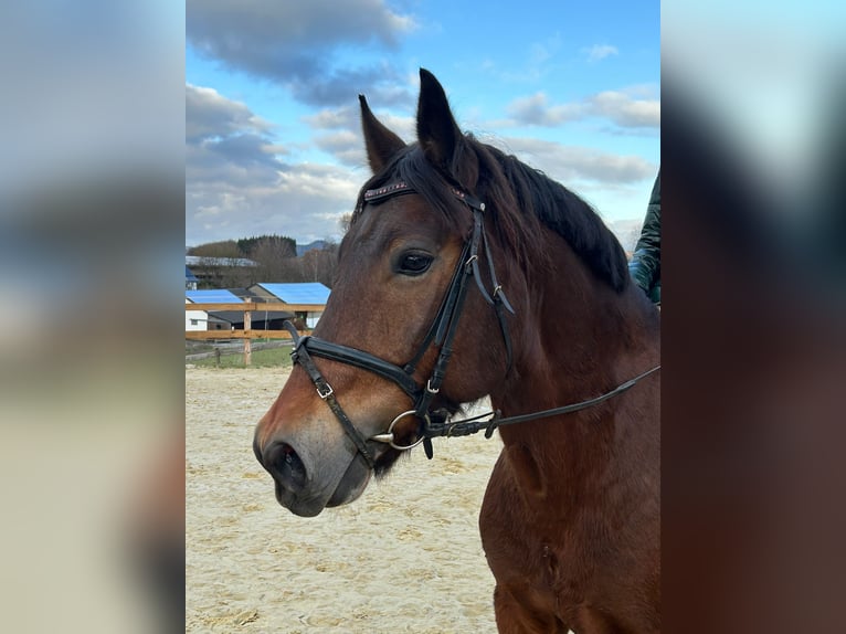 Altre razze Giumenta 12 Anni 157 cm Baio in Meschede