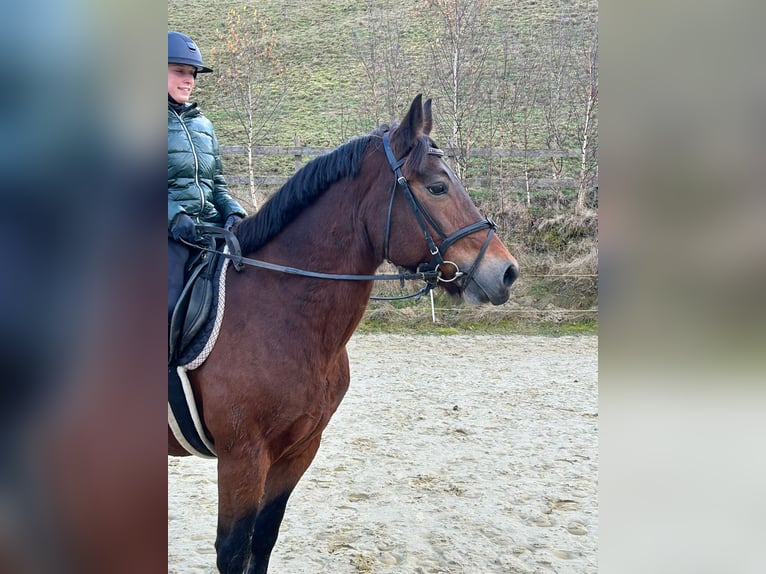 Altre razze Giumenta 12 Anni 157 cm Baio in Meschede