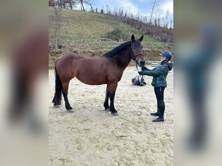 Altre razze Giumenta 12 Anni 157 cm Baio in Meschede