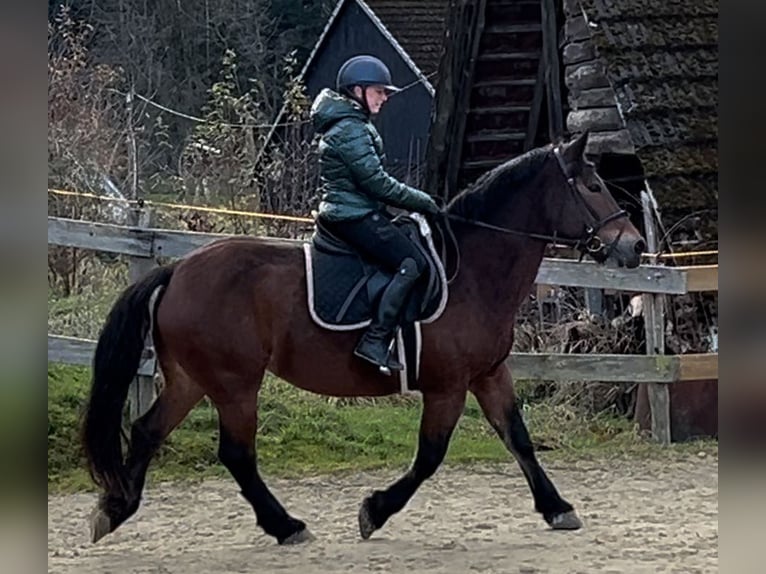 Altre razze Giumenta 12 Anni 157 cm Baio in Meschede