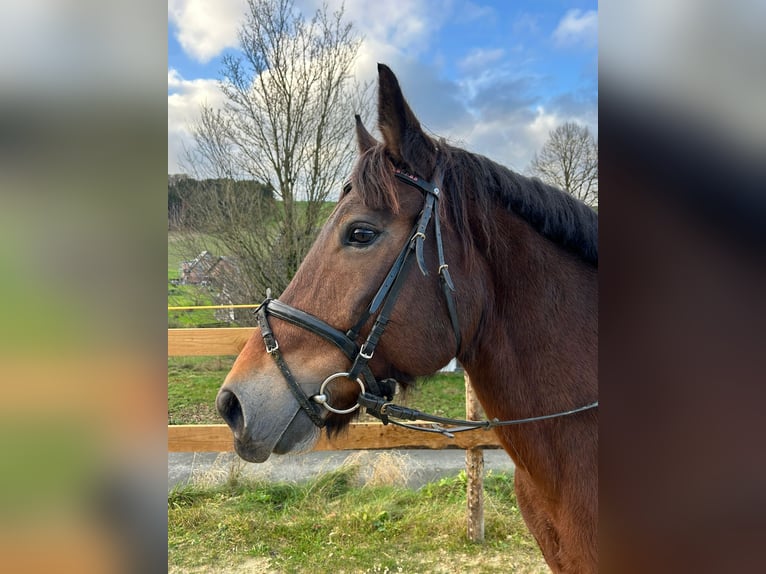 Altre razze Giumenta 12 Anni 157 cm Baio in Meschede