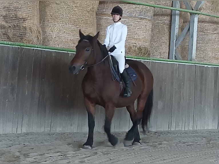 Altre razze Giumenta 12 Anni 157 cm Baio in Meschede