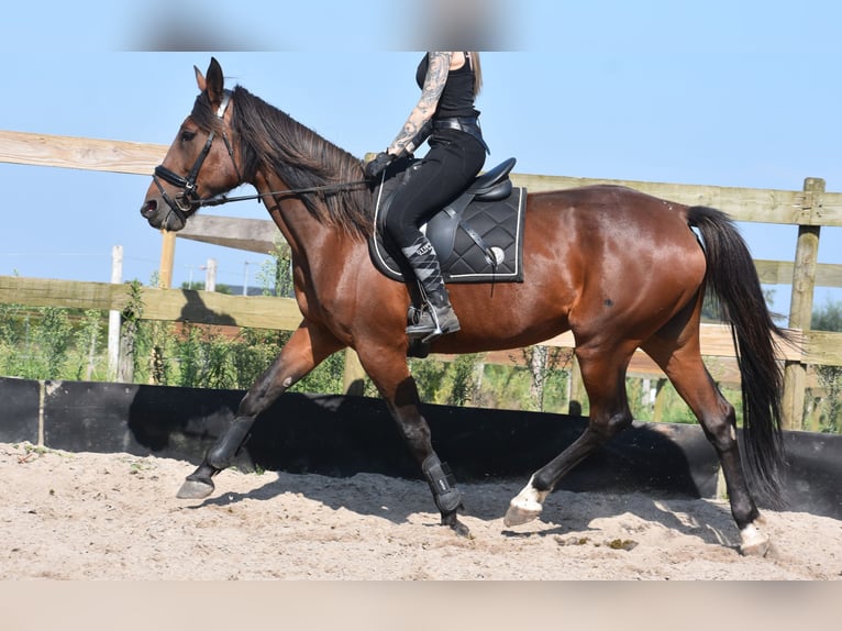 Altre razze Giumenta 12 Anni 161 cm Baio ciliegia in Achtmaal