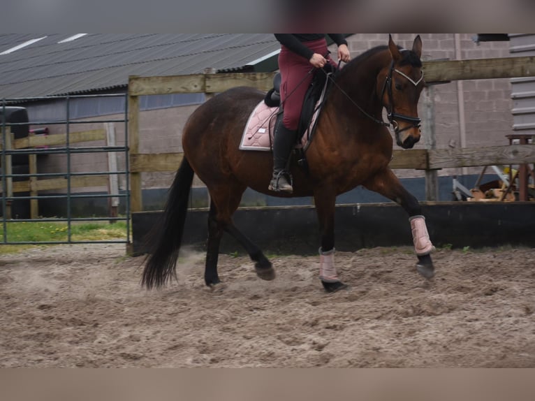 Altre razze Giumenta 12 Anni 162 cm Baio in Achtmaal