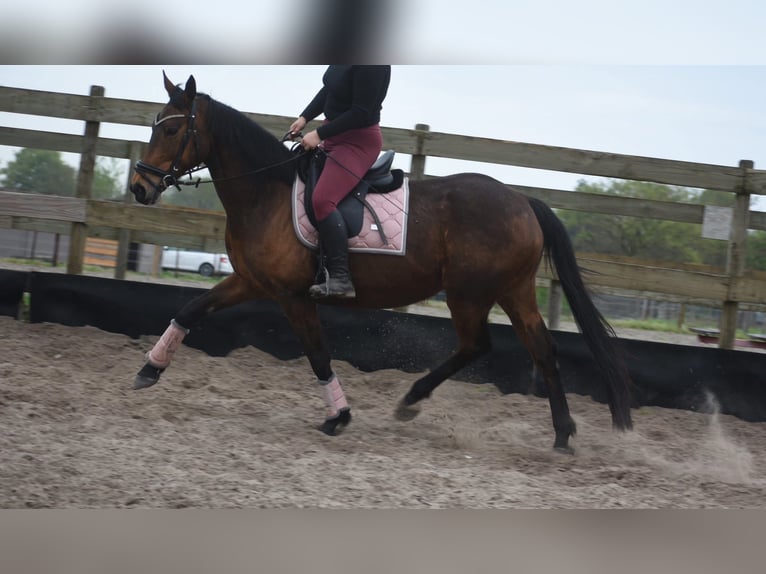 Altre razze Giumenta 12 Anni 162 cm Baio in Achtmaal