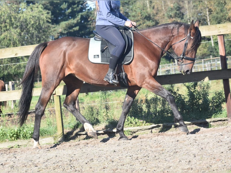 Altre razze Giumenta 12 Anni 162 cm Baio scuro in Achtmaal