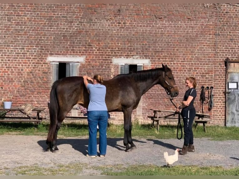 Altre razze Mix Giumenta 12 Anni 168 cm Baio scuro in Kuurne