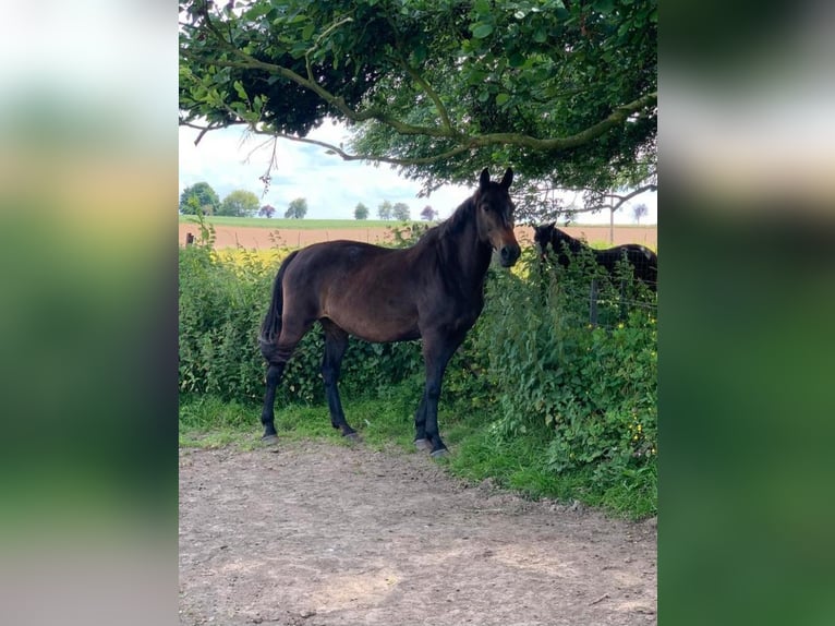 Altre razze Mix Giumenta 12 Anni 168 cm Baio scuro in Kuurne