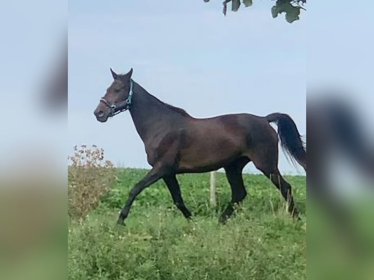 Altre razze Mix Giumenta 12 Anni 168 cm Baio scuro in Kuurne