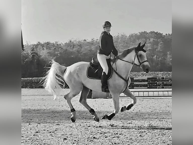 Altre razze Giumenta 12 Anni 173 cm Grigio in Baraggia