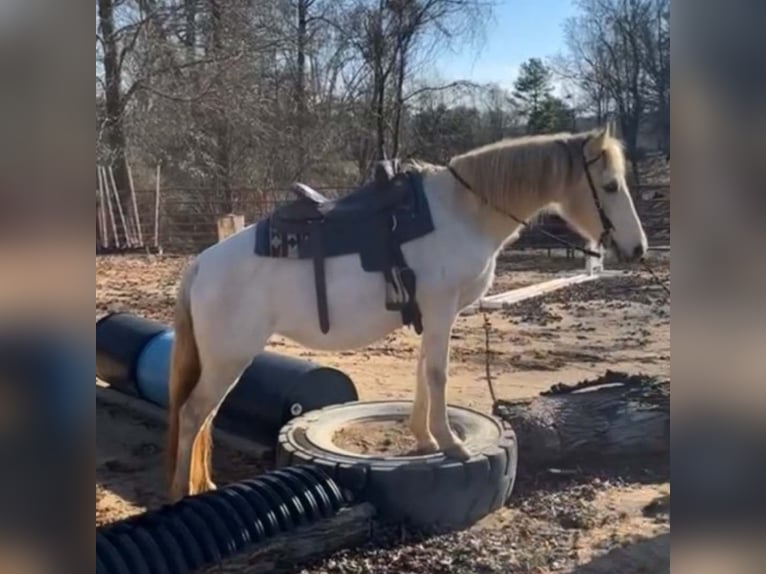 Altre razze Giumenta 13 Anni 142 cm Bianco in Carnesville