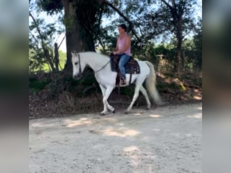 Altre razze Giumenta 13 Anni 142 cm Bianco in Carnesville