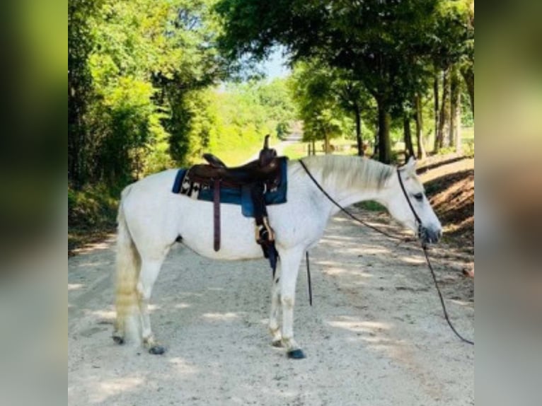 Altre razze Giumenta 13 Anni 142 cm Bianco in Carnesville