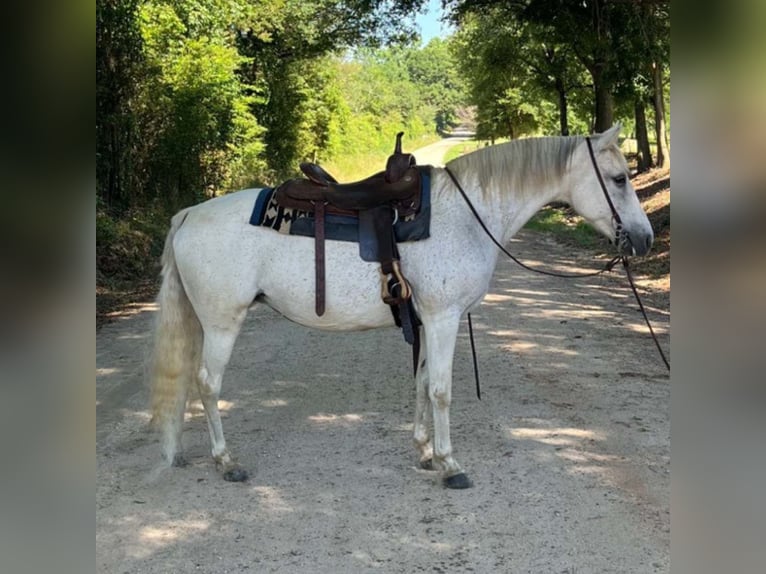 Altre razze Giumenta 13 Anni 142 cm Bianco in Carnesville