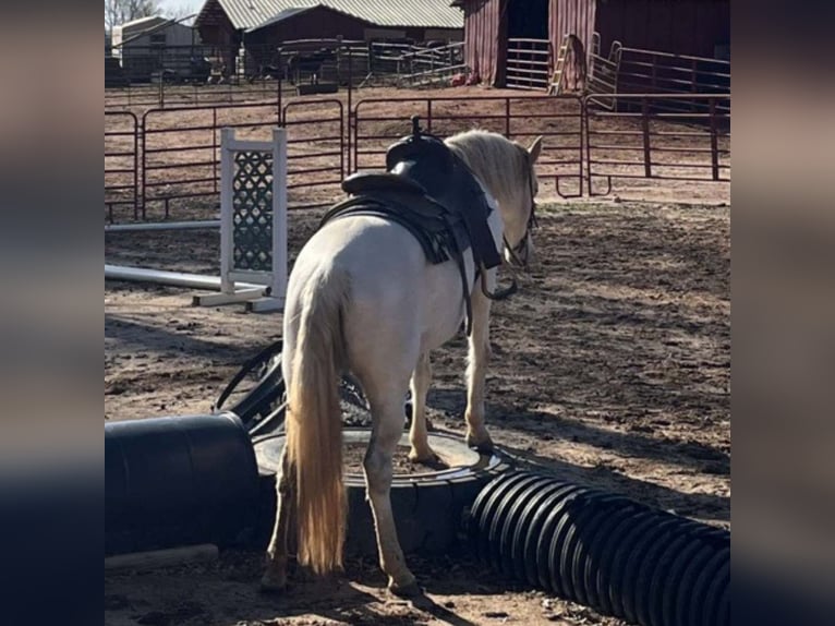 Altre razze Giumenta 13 Anni 142 cm Bianco in Carnesville