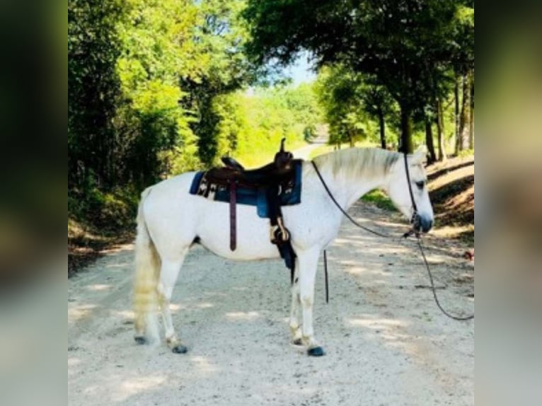 Altre razze Giumenta 13 Anni 142 cm Bianco in Carnesville