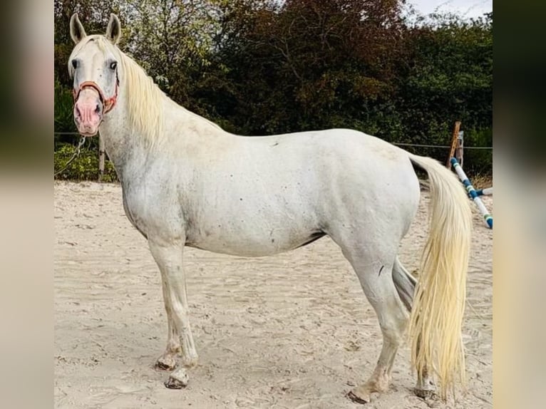 Altre razze Giumenta 13 Anni 149 cm Bianco in Chailly-en-Bière