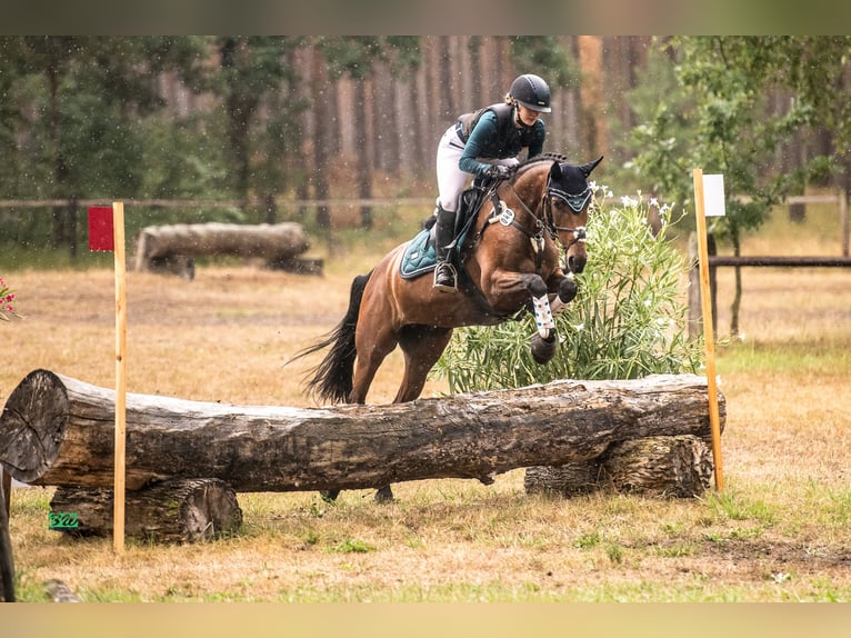 Altre razze Giumenta 13 Anni 151 cm Baio in Brieselang