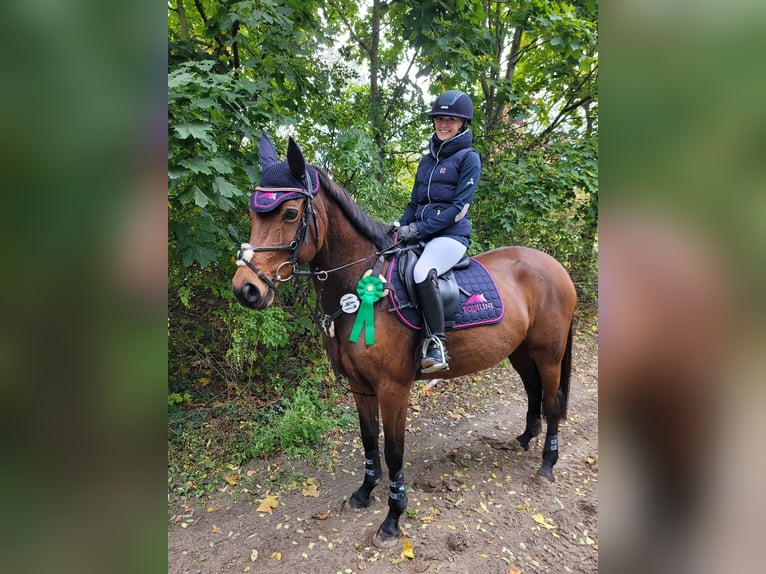 Altre razze Giumenta 13 Anni 151 cm Baio in Brieselang