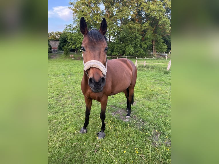 Altre razze Giumenta 13 Anni 151 cm Baio in Brieselang