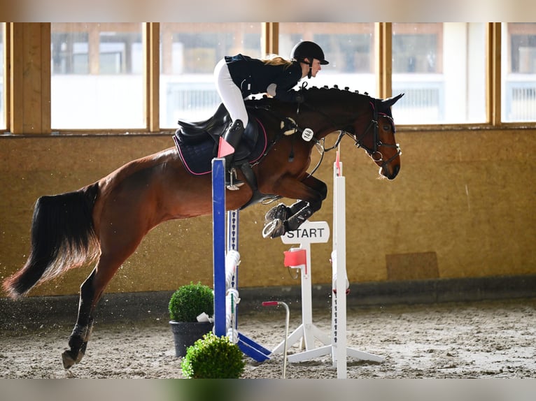 Altre razze Giumenta 13 Anni 151 cm Baio in Brieselang