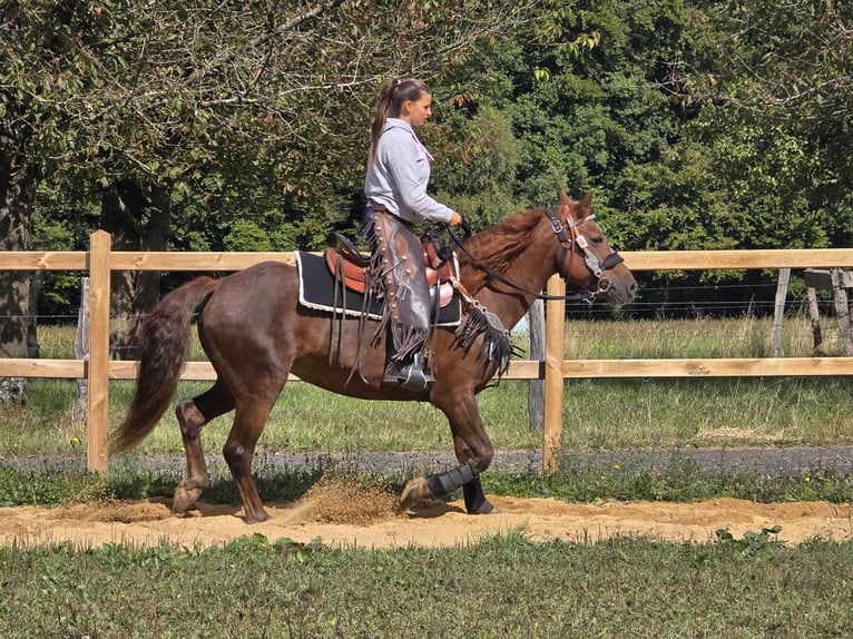 Altre razze Giumenta 13 Anni 155 cm Sauro scuro in Linkenbach6900