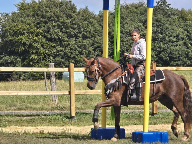 Altre razze Giumenta 13 Anni 155 cm Sauro scuro in Linkenbach6900