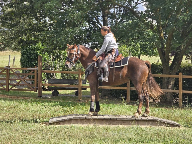 Altre razze Giumenta 13 Anni 155 cm Sauro scuro in Linkenbach6900