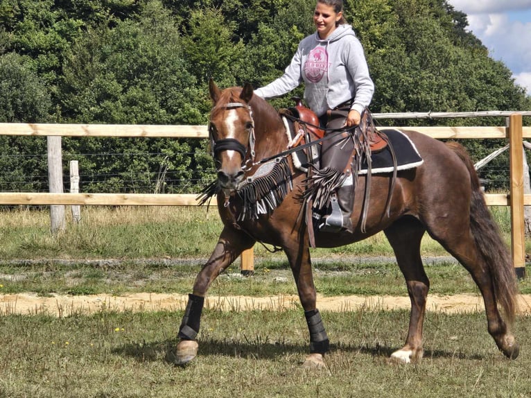 Altre razze Giumenta 13 Anni 155 cm Sauro scuro in Linkenbach6900