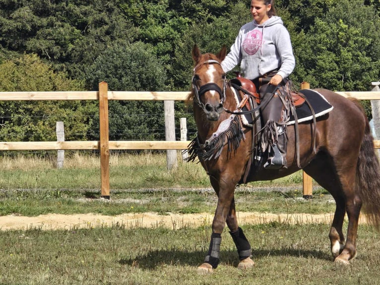 Altre razze Giumenta 13 Anni 155 cm Sauro scuro in Linkenbach6900