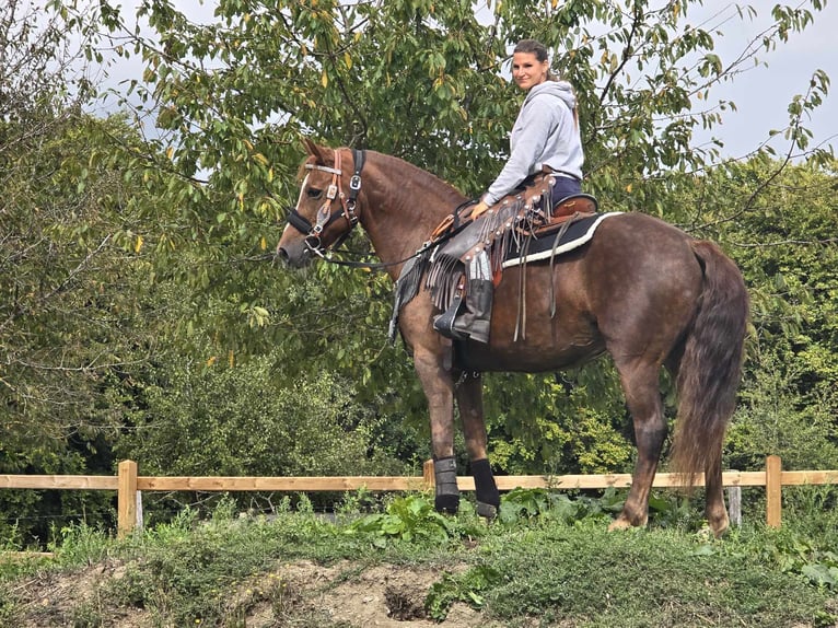 Altre razze Giumenta 13 Anni 155 cm Sauro scuro in Linkenbach6900