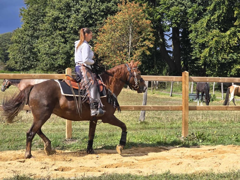 Altre razze Giumenta 13 Anni 155 cm Sauro scuro in Linkenbach6900