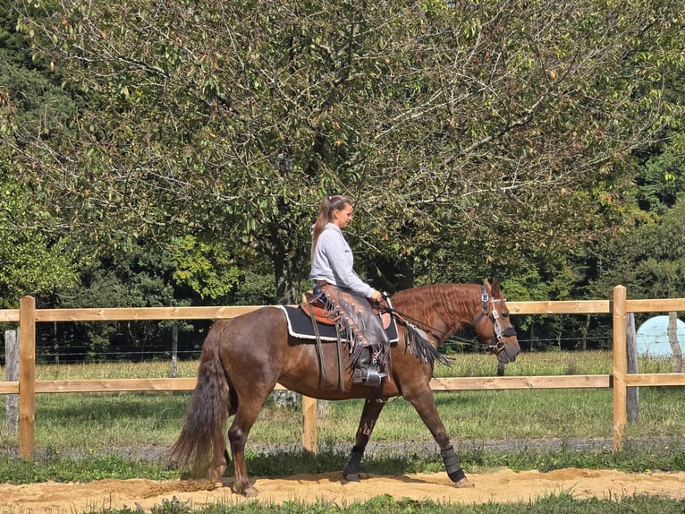 Altre razze Giumenta 13 Anni 155 cm Sauro scuro in Linkenbach6900