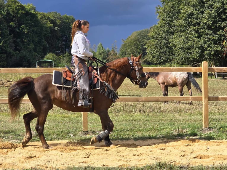 Altre razze Giumenta 13 Anni 155 cm Sauro scuro in Linkenbach6900