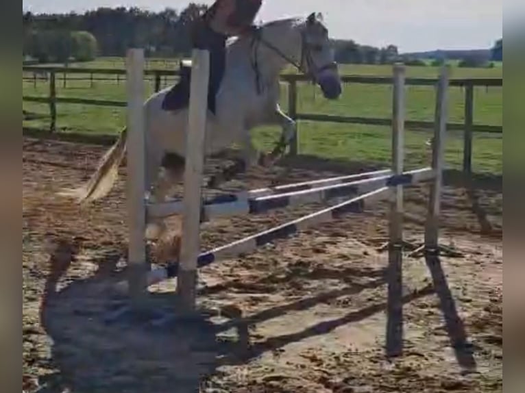 Altre razze Mix Giumenta 13 Anni 157 cm Grigio in Oldendorf