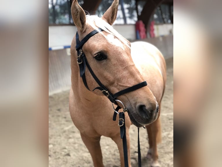 Altre razze Giumenta 13 Anni 158 cm Falbo in Bad Schwalbach