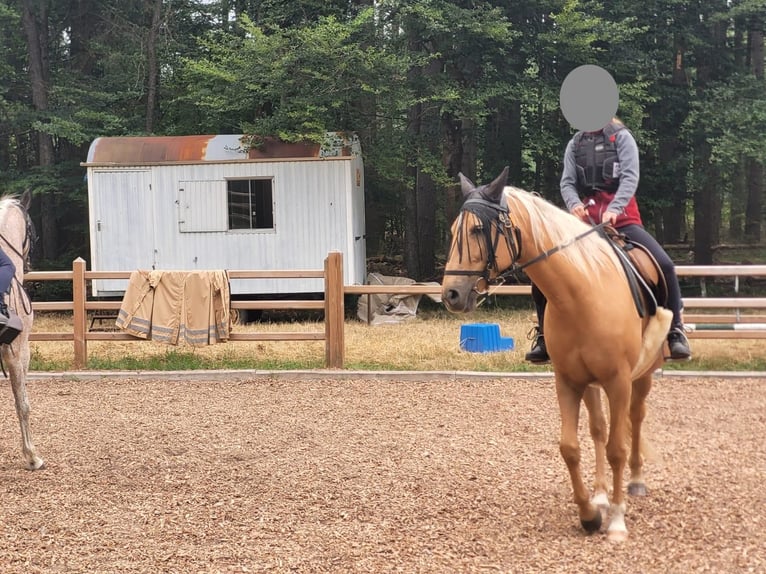 Altre razze Giumenta 13 Anni 158 cm Falbo in Bad Schwalbach