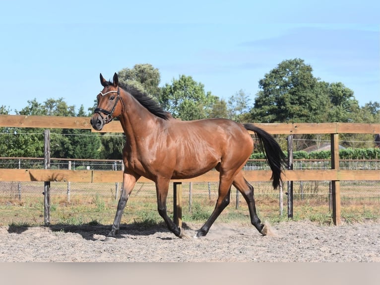 Altre razze Giumenta 13 Anni 160 cm Baio in Achtmaal