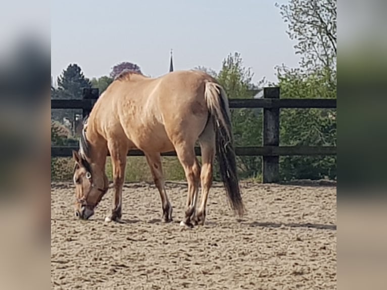 Altre razze Giumenta 13 Anni 160 cm Falbo in Rebecq