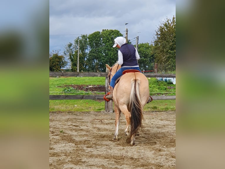 Altre razze Giumenta 13 Anni 160 cm Falbo in Rebecq