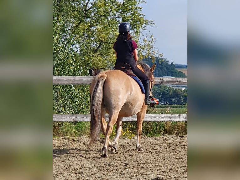 Altre razze Giumenta 13 Anni 160 cm Falbo in Rebecq