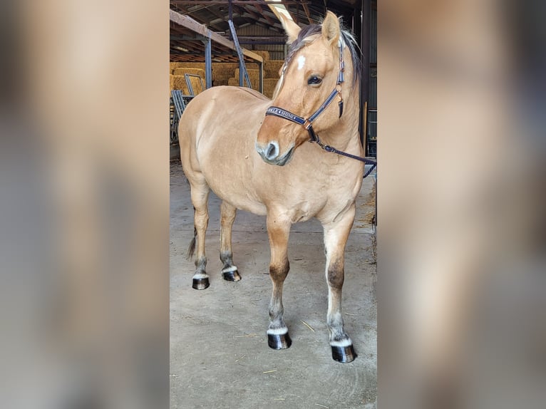 Altre razze Giumenta 13 Anni 160 cm Falbo in Rebecq