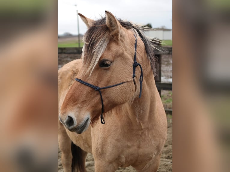 Altre razze Giumenta 13 Anni 160 cm Falbo in Rebecq