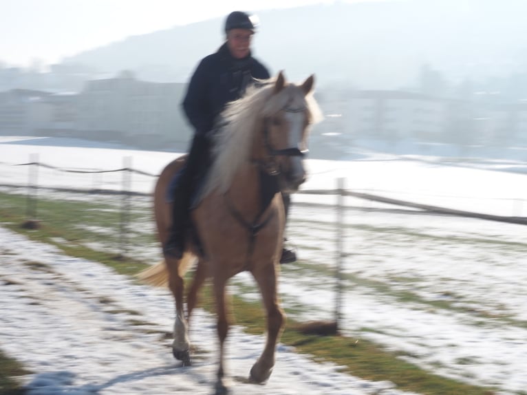 Altre razze Giumenta 13 Anni 160 cm Falbo in Gontenschwil