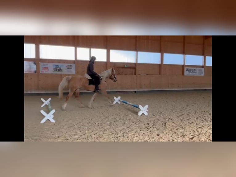 Altre razze Giumenta 13 Anni 160 cm Falbo in Gontenschwil