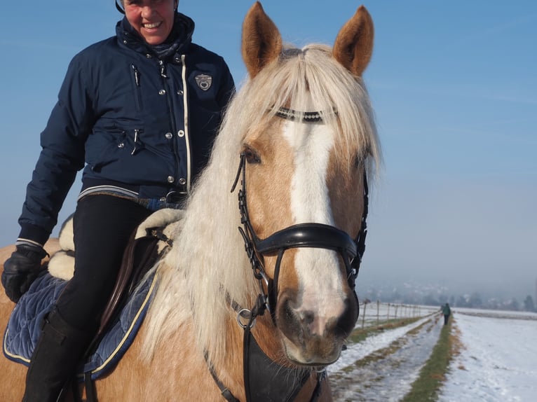 Altre razze Giumenta 13 Anni 160 cm Falbo in Gontenschwil