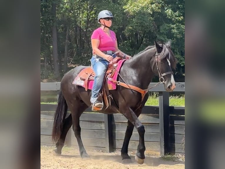 Altre razze Giumenta 13 Anni 160 cm Morello in Monroe, NC