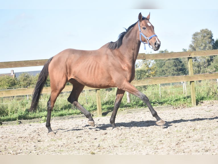 Altre razze Giumenta 13 Anni 162 cm Baio in Achtmaal